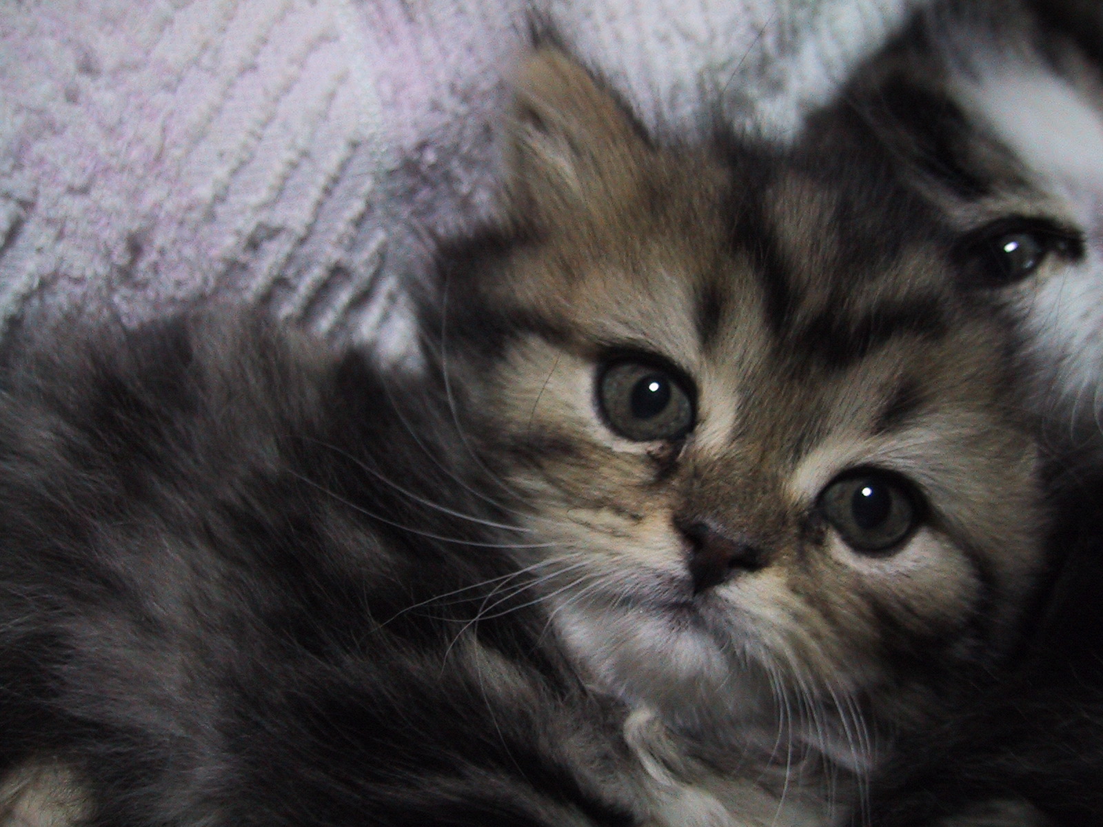 �ǂ������