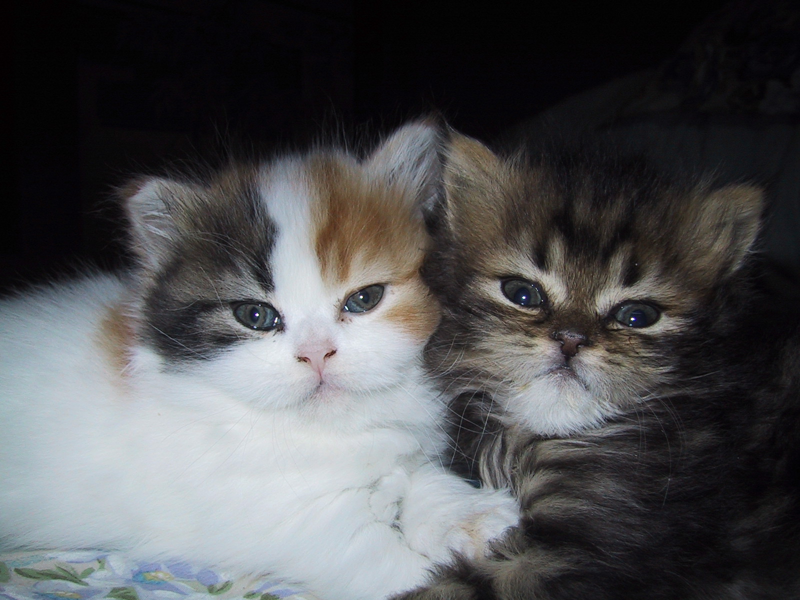 ���C�C�ˁO�O