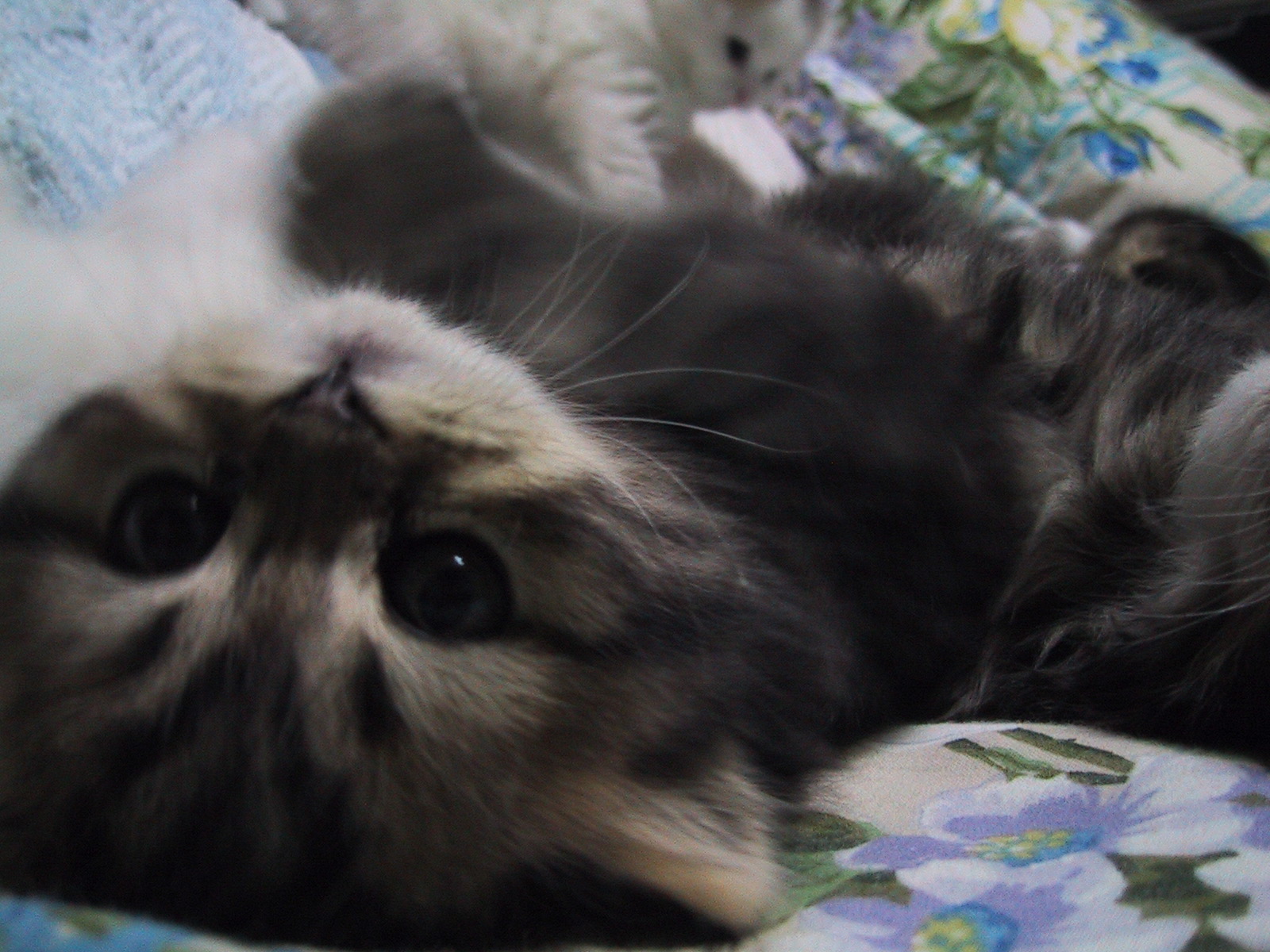 �J���C�C����