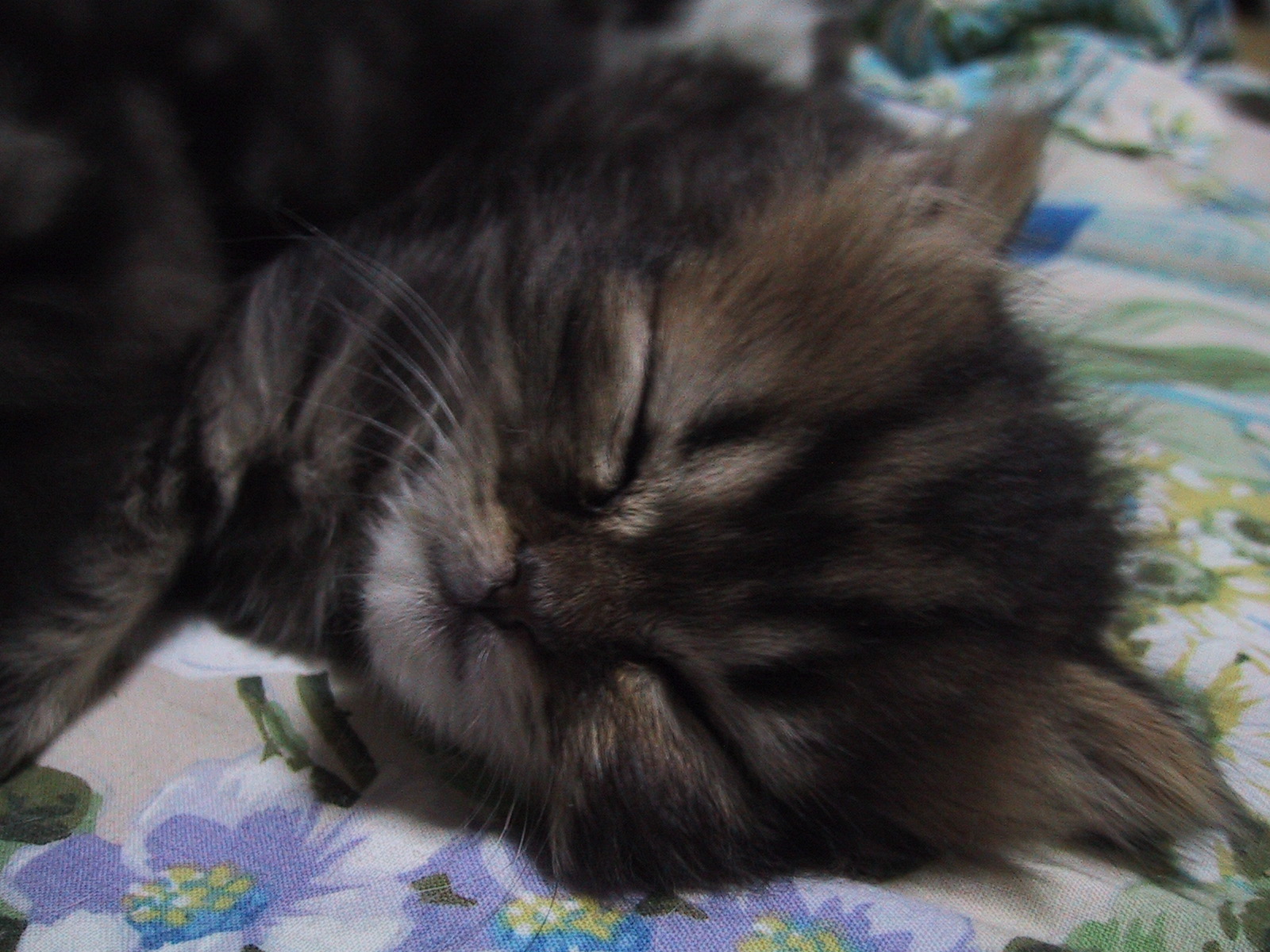 ������͂��т���