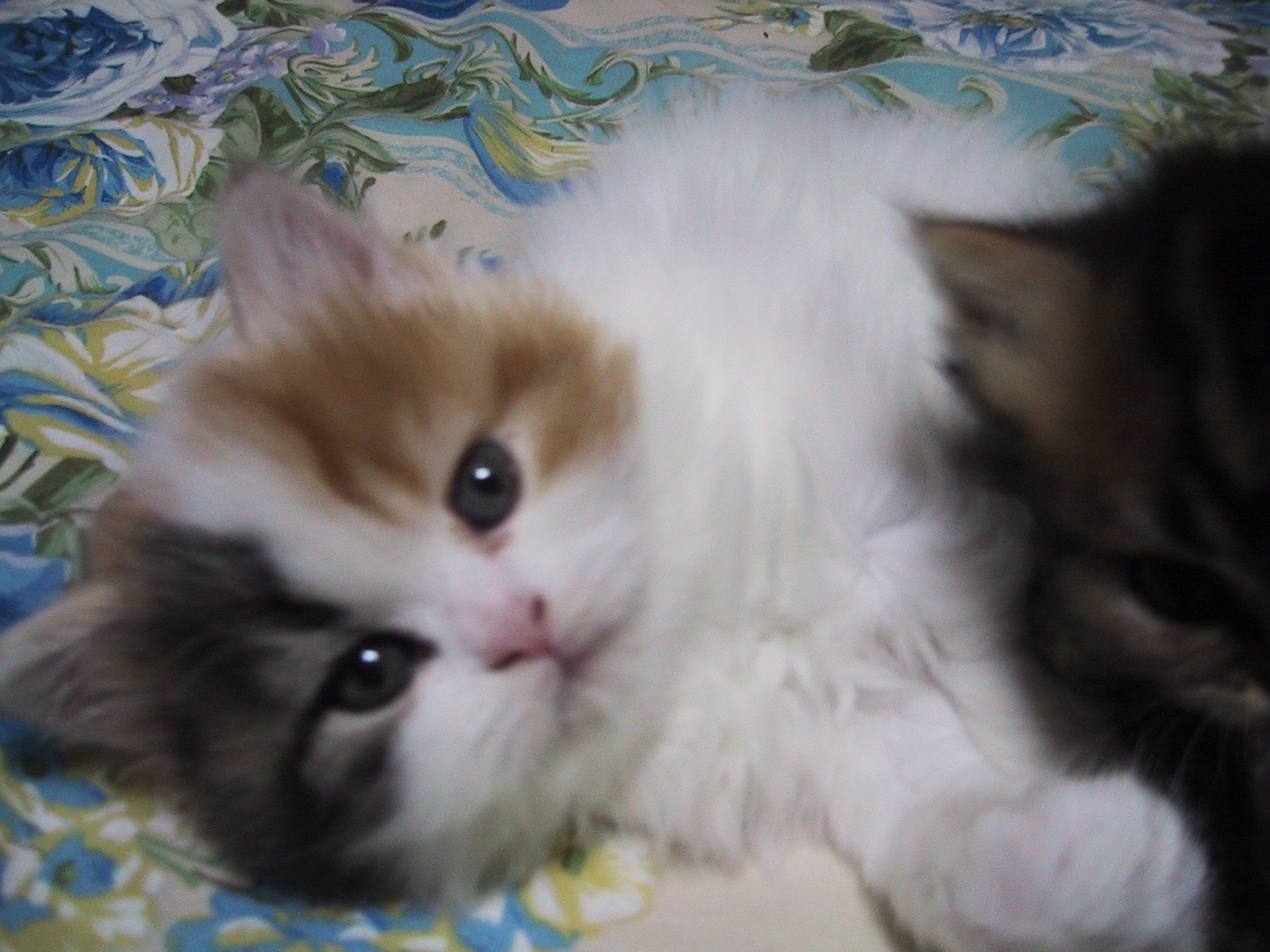 ��������O�O