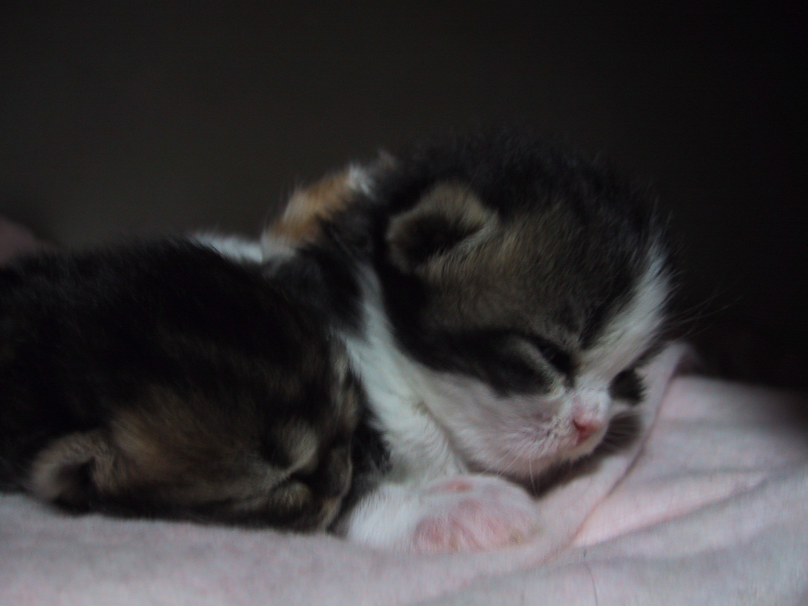 �}�����Q�̉���Ƃ����т���