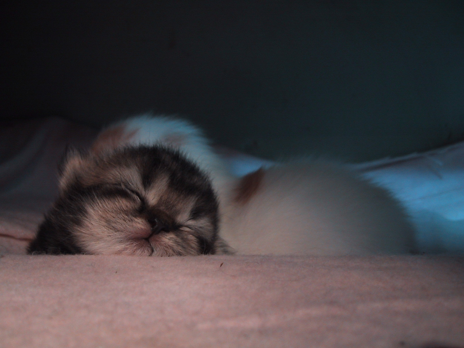 �ڔ��Ɣ���