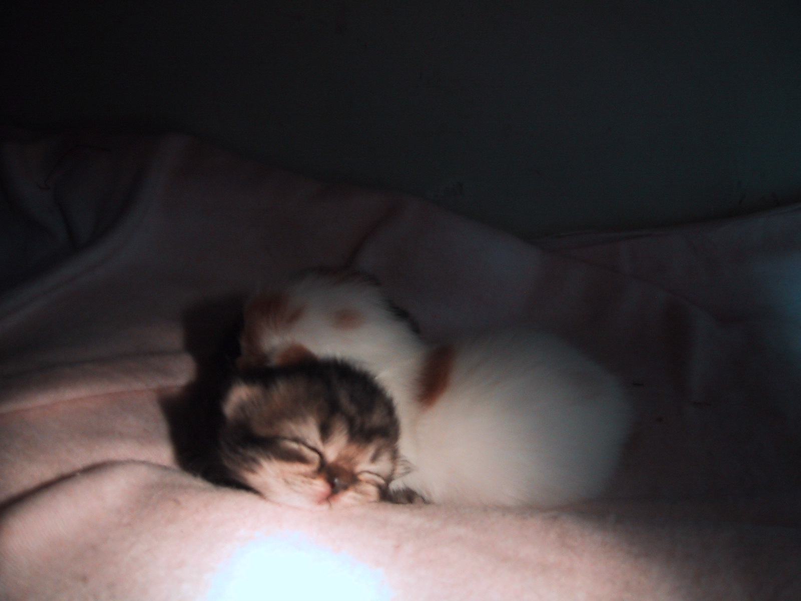 �ڔ��Ɣ���