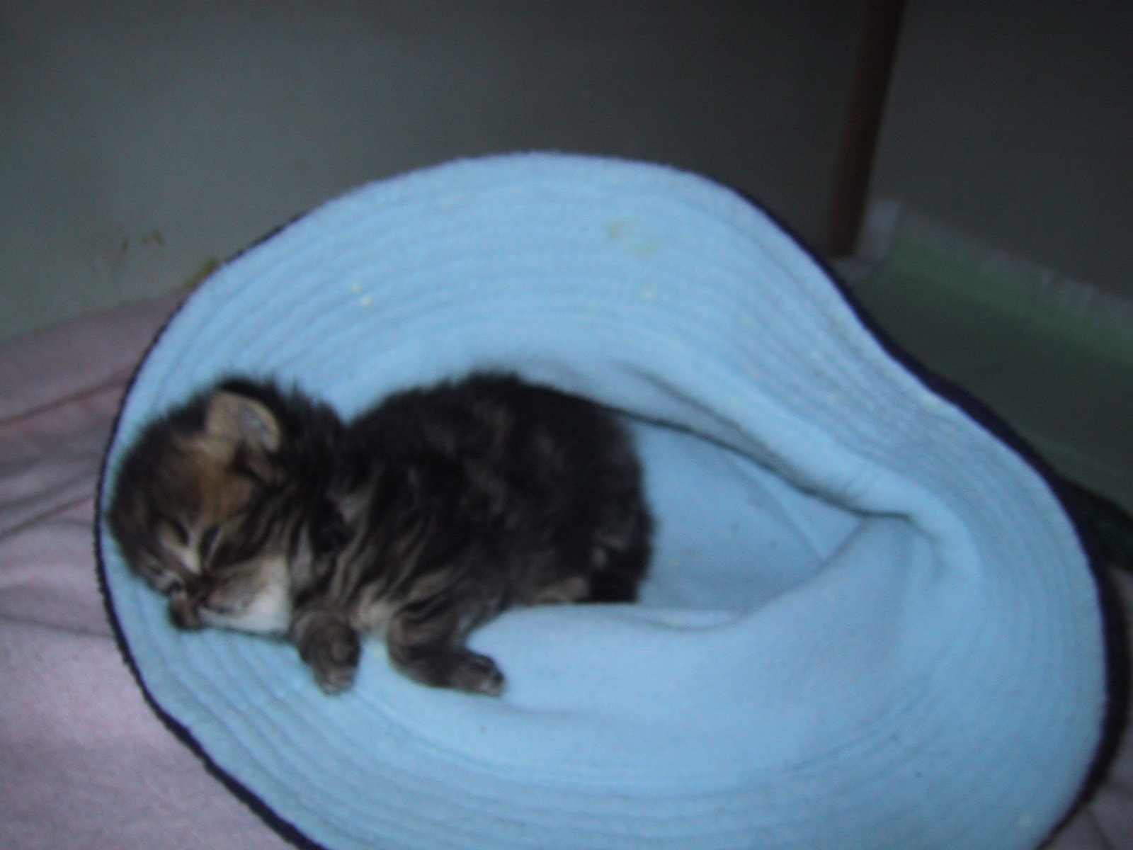 ���C�ɓ����